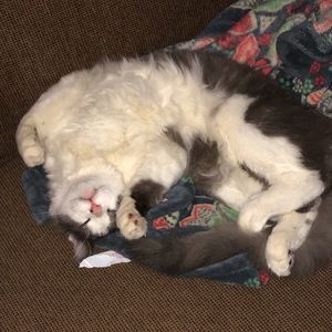 Meet your Posher, Rodney